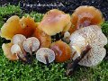 Flammulina velutipes-amf465